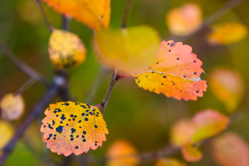 Leaf Detail